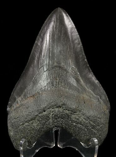 Fossil Megalodon Tooth #57175